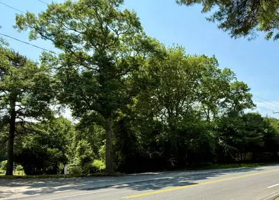 Sandwich Road, Falmouth MA — view 2
