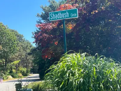 10 Shadbush, Mashpee MA — view 2