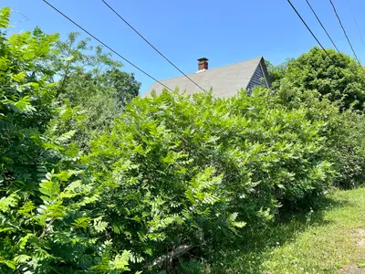 26 Winthrop Avenue, Oak Bluffs MA — view 2